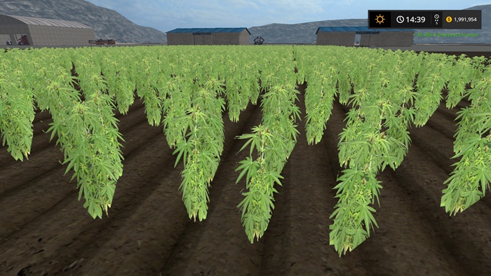 FS17 - Cannabis Crop