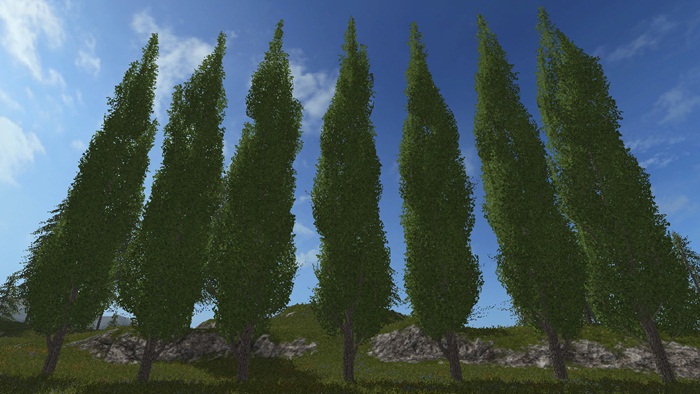 FS17 - Poplar Tree