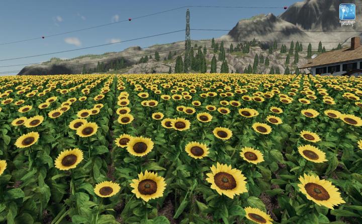 FS19 - Forgotten Plants - Sunflower/Canola V1.0