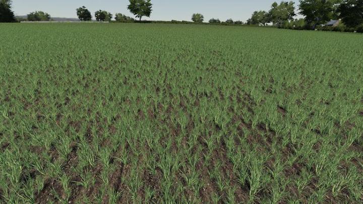 FS19 - Realistic Cereal And Canola Crop Densities V1.0