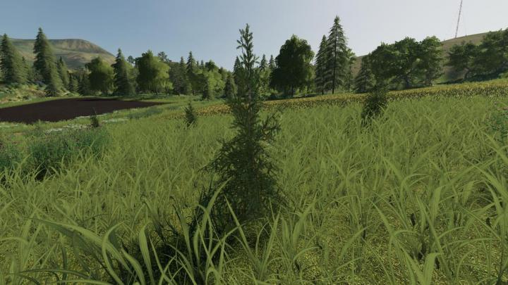 FS19 - Plantable Spruce Trees V1.0