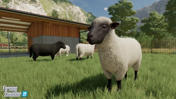 Farm Animals & Wildlife: Trailer & Top 10 Reasons For Animal Husbandry