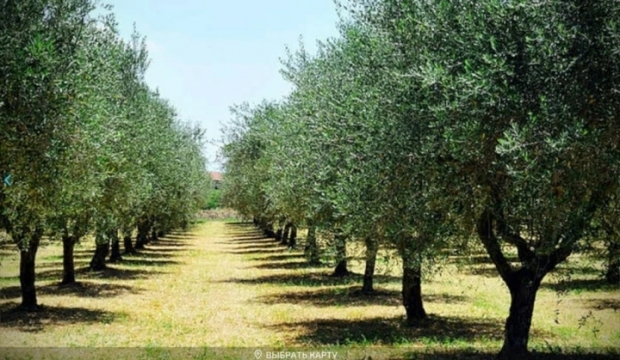 Toscana – Grape And Olives V1.3