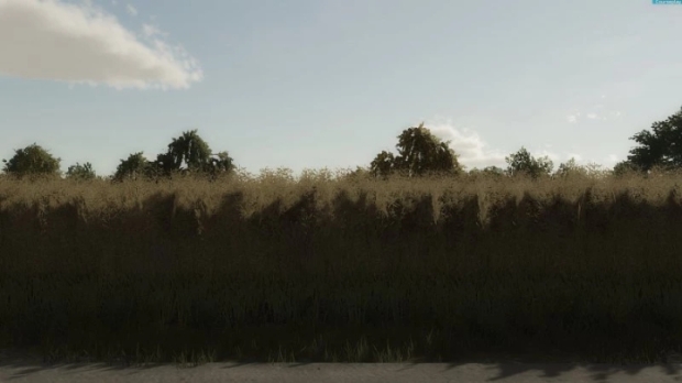 Rapeseed Texture V1.0