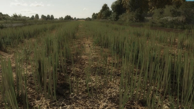 Rapeseed Texture V1.0
