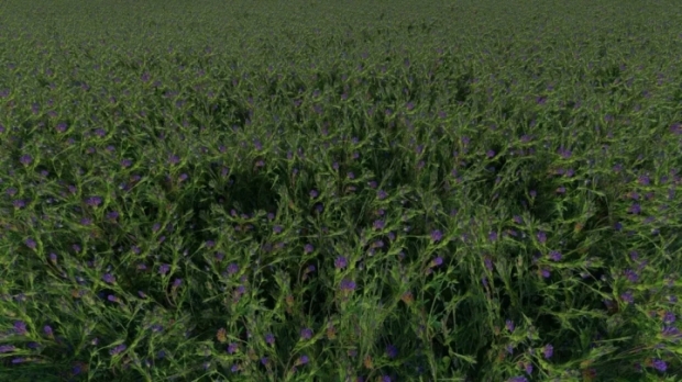 Clover And Alfalfa Texture V1.0.0.1